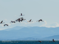 Flamenco comun - Phoenicopterus roseus - Flamenc comu