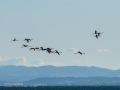 Flamenco comun - Phoenicopterus roseus - Flamenc comu