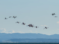 Flamenco comun - Phoenicopterus roseus - Flamenc comu