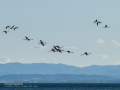 Flamenco comun - Phoenicopterus roseus - Flamenc comu