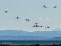Flamenco comun - Phoenicopterus roseus - Flamenc comu
