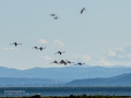 Flamenco comun - Phoenicopterus roseus - Flamenc comu