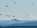Flamenco comun - Phoenicopterus roseus - Flamenc comu