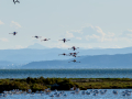 Flamenco comun - Phoenicopterus roseus - Flamenc comu