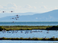Flamenco comun - Phoenicopterus roseus - Flamenc comu