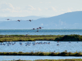 Flamenco comun - Phoenicopterus roseus - Flamenc comu