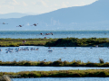 Flamenco comun - Phoenicopterus roseus - Flamenc comu