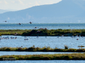 Flamenco comun - Phoenicopterus roseus - Flamenc comu