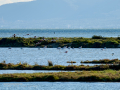 Flamenco comun - Phoenicopterus roseus - Flamenc comu