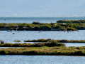 Flamenco comun - Phoenicopterus roseus - Flamenc comu