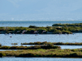 Flamenco comun - Phoenicopterus roseus - Flamenc comu