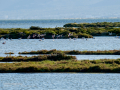 Flamenco comun - Phoenicopterus roseus - Flamenc comu