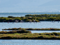 Flamenco comun - Phoenicopterus roseus - Flamenc comu