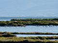 Flamenco comun - Phoenicopterus roseus - Flamenc comu