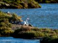 Flamenco comun - Phoenicopterus roseus - Flamenc comu