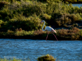 Flamenco comun - Phoenicopterus roseus - Flamenc comu