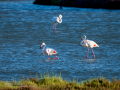 Flamenco comun - Phoenicopterus roseus - Flamenc comu