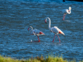 Flamenco comun - Phoenicopterus roseus - Flamenc comu