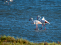 Flamenco comun - Phoenicopterus roseus - Flamenc comu