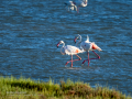 Flamenco comun - Phoenicopterus roseus - Flamenc comu