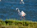 Flamenco comun - Phoenicopterus roseus - Flamenc comu