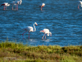 Flamenco comun - Phoenicopterus roseus - Flamenc comu