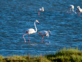 Flamenco comun - Phoenicopterus roseus - Flamenc comu