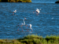 Flamenco comun - Phoenicopterus roseus - Flamenc comu
