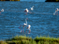 Flamenco comun - Phoenicopterus roseus - Flamenc comu