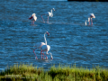Flamenco comun - Phoenicopterus roseus - Flamenc comu