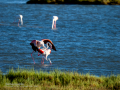 Flamenco comun - Phoenicopterus roseus - Flamenc comu