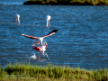 Flamenco comun - Phoenicopterus roseus - Flamenc comu