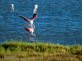 Flamenco comun - Phoenicopterus roseus - Flamenc comu
