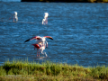 Flamenco comun - Phoenicopterus roseus - Flamenc comu
