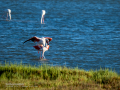 Flamenco comun - Phoenicopterus roseus - Flamenc comu