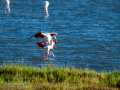 Flamenco comun - Phoenicopterus roseus - Flamenc comu