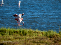 Flamenco comun - Phoenicopterus roseus - Flamenc comu