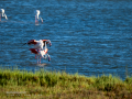Flamenco comun - Phoenicopterus roseus - Flamenc comu