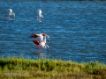 Flamenco comun - Phoenicopterus roseus - Flamenc comu
