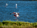 Flamenco comun - Phoenicopterus roseus - Flamenc comu