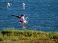 Flamenco comun - Phoenicopterus roseus - Flamenc comu