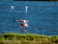 Flamenco comun - Phoenicopterus roseus - Flamenc comu