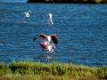 Flamenco comun - Phoenicopterus roseus - Flamenc comu