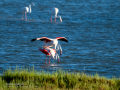 Flamenco comun - Phoenicopterus roseus - Flamenc comu