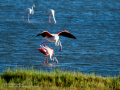 Flamenco comun - Phoenicopterus roseus - Flamenc comu