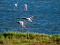 Flamenco comun - Phoenicopterus roseus - Flamenc comu