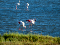Flamenco comun - Phoenicopterus roseus - Flamenc comu