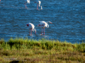 Flamenco comun - Phoenicopterus roseus - Flamenc comu