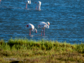 Flamenco comun - Phoenicopterus roseus - Flamenc comu
