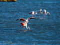 Flamenco comun - Phoenicopterus roseus - Flamenc comu